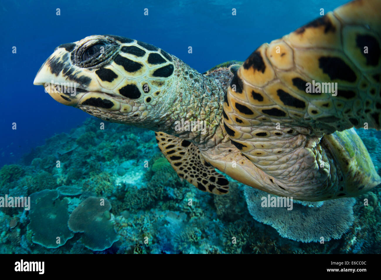Nahaufnahme von Gesicht und Augen der Karettschildkröte. Stockfoto