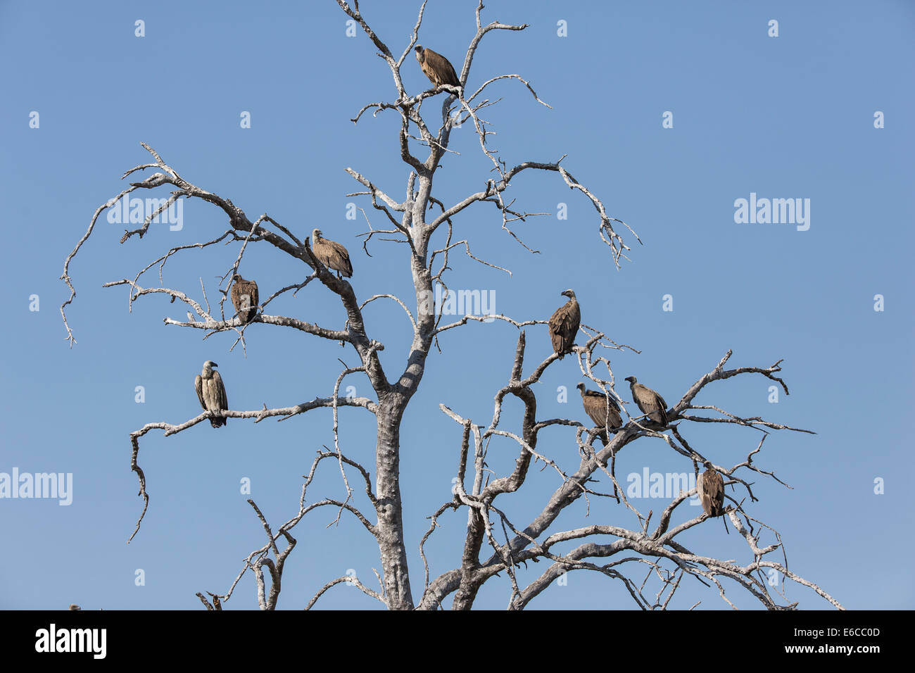 Geier in einem Baum Stockfoto