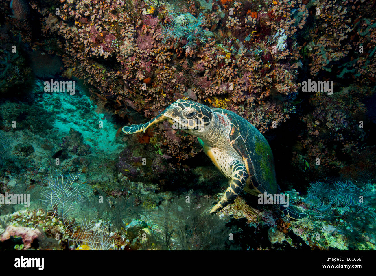 Echte Karettschildkröte am Riff schwimmen. Stockfoto