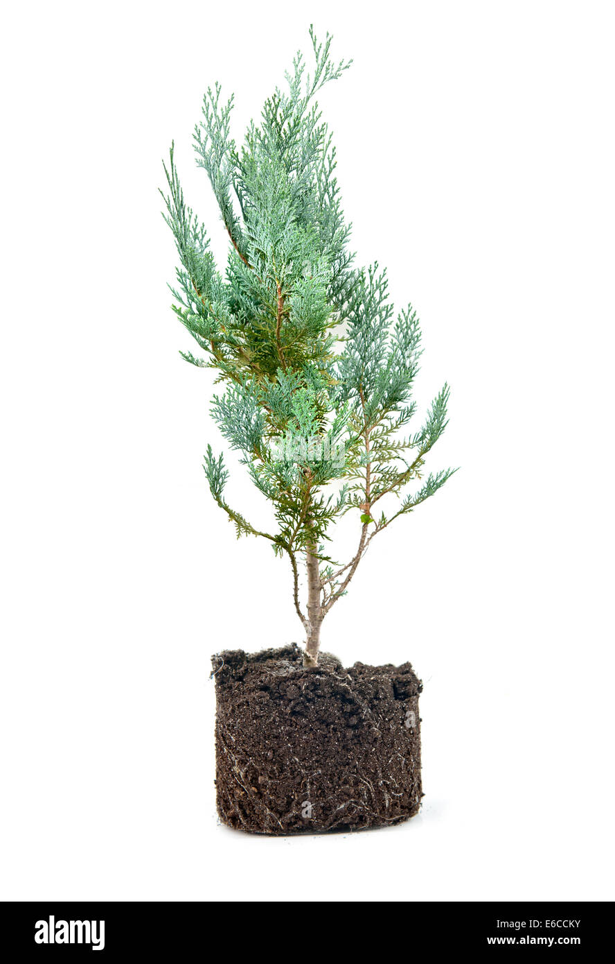 Thuja mit Schmutz isoliert auf weiss Stockfoto