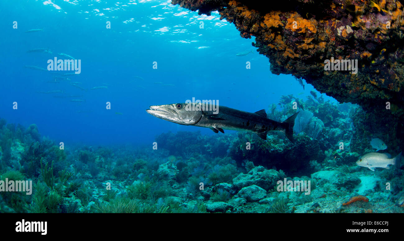 Einsame Barracuda unter einem Überhang an Fire Coral Cave Tauchplatz. Stockfoto