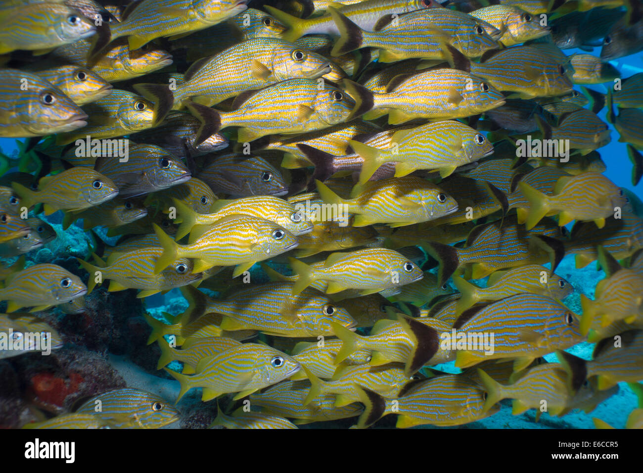 Dichter Schwarm von Fischen unter einem Korallen Bogen. Stockfoto