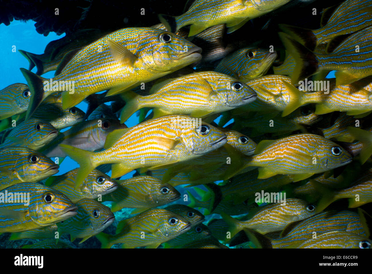 Dichter Schwarm von Fischen unter einem Korallen Bogen. Stockfoto