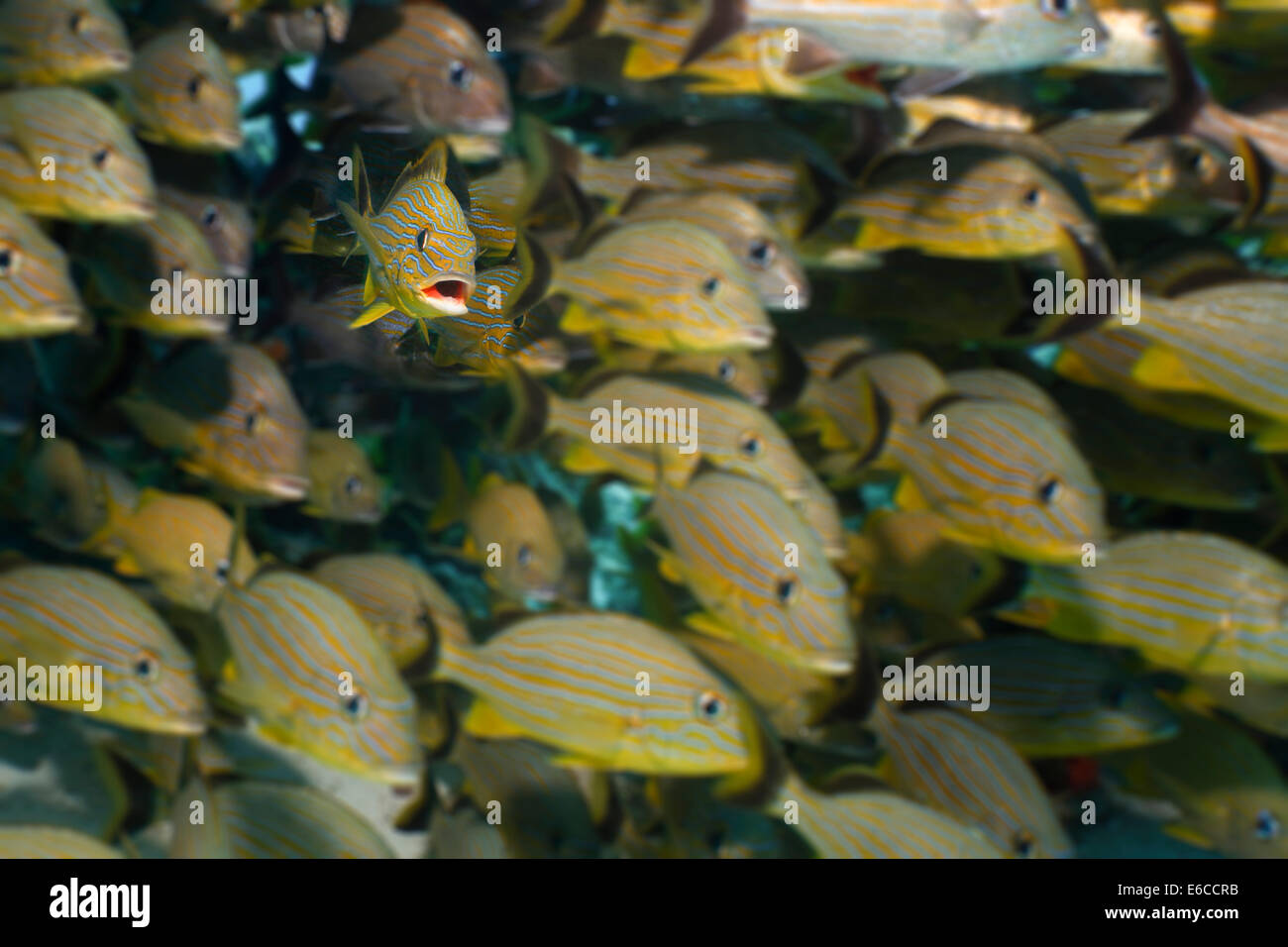 Dichter Schwarm von Fischen unter einem Korallen Bogen. Stockfoto