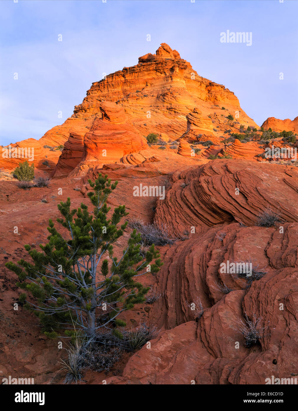 Vermillion Cliffs National Monument, Arizona. USA. Junge Pinyon-Kiefer und Kreuz-Bett Navajo Sandstein Stockfoto