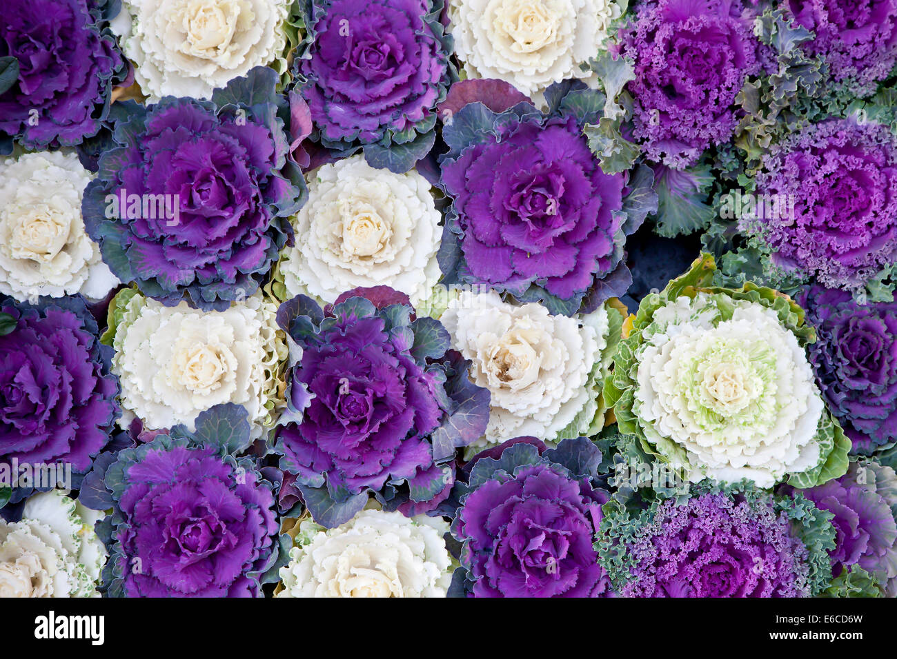 Wilde Zier-Kohl (Brassica Oleracea) Stockfoto
