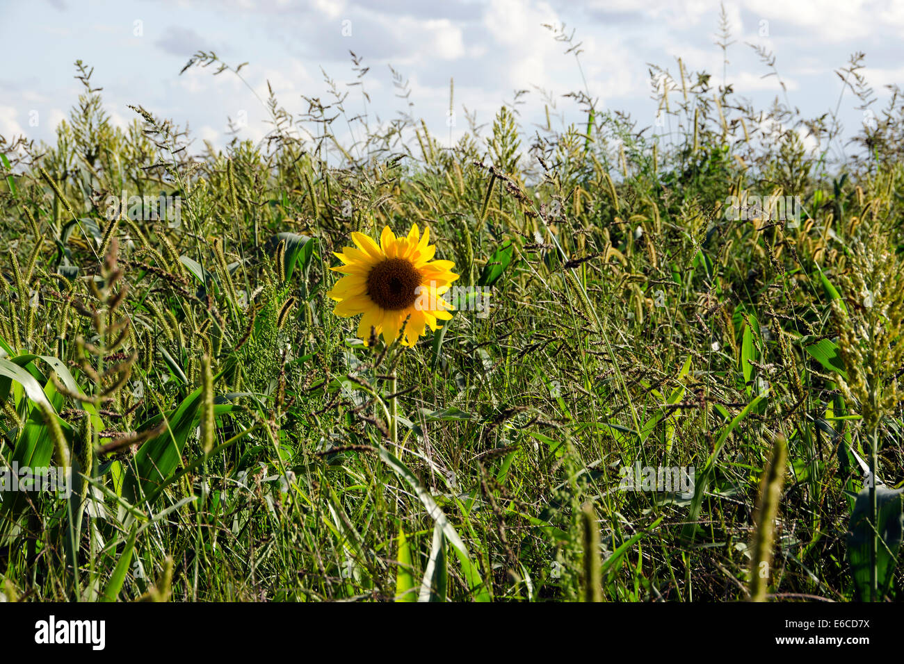 Einsame Sonnenblume im Bereich der Körner im Südwesten Frankreichs. Stockfoto