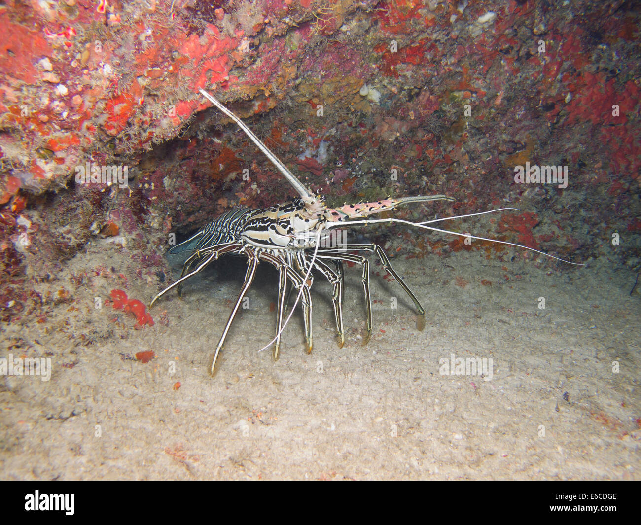 Hummer aus seiner Höhle in Malediven Stockfoto