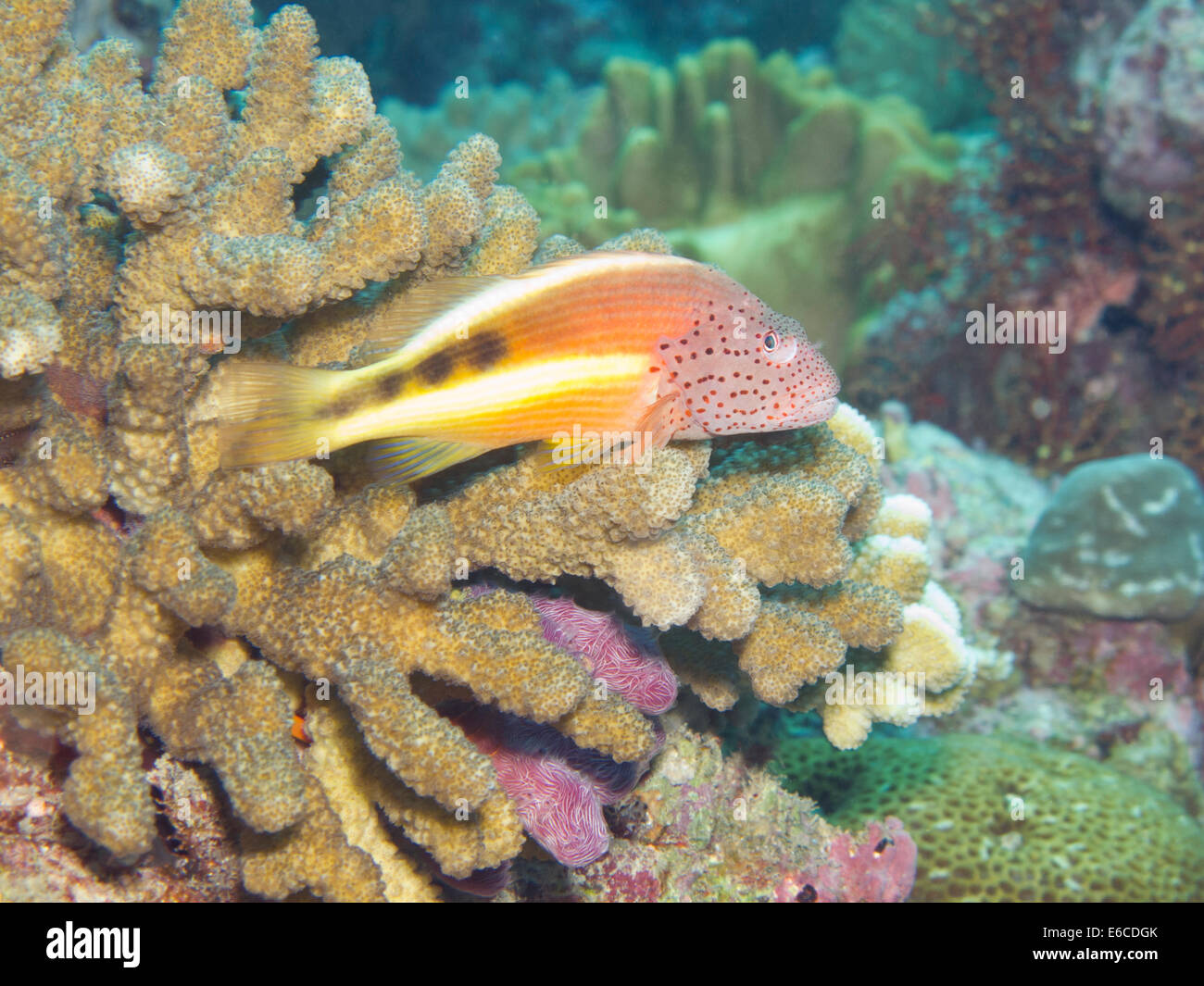 Ruht auf einer Acropora Korallen Kolonie Hawkfish Stockfoto