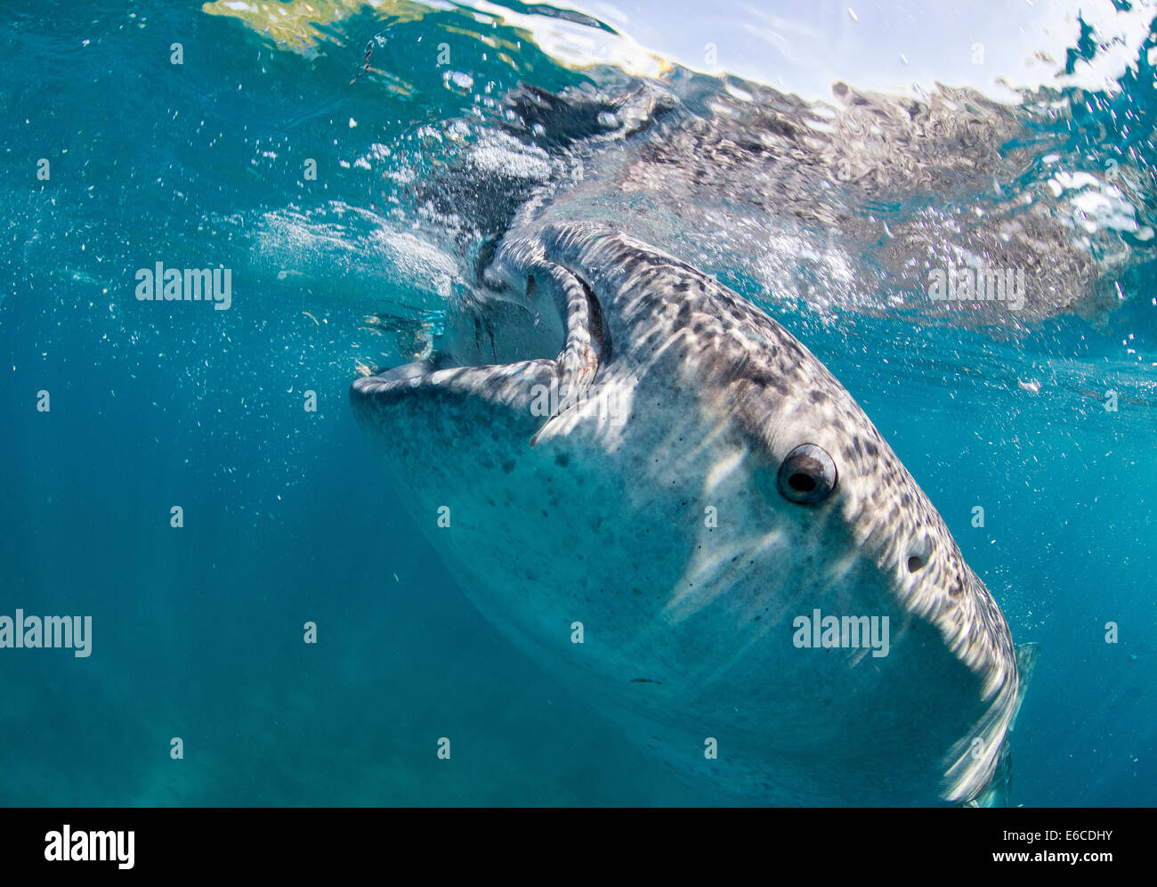 Walhai schnorcheln begegnen im Dorf fährt, auf der Insel Cebu, Philippinen. Stockfoto