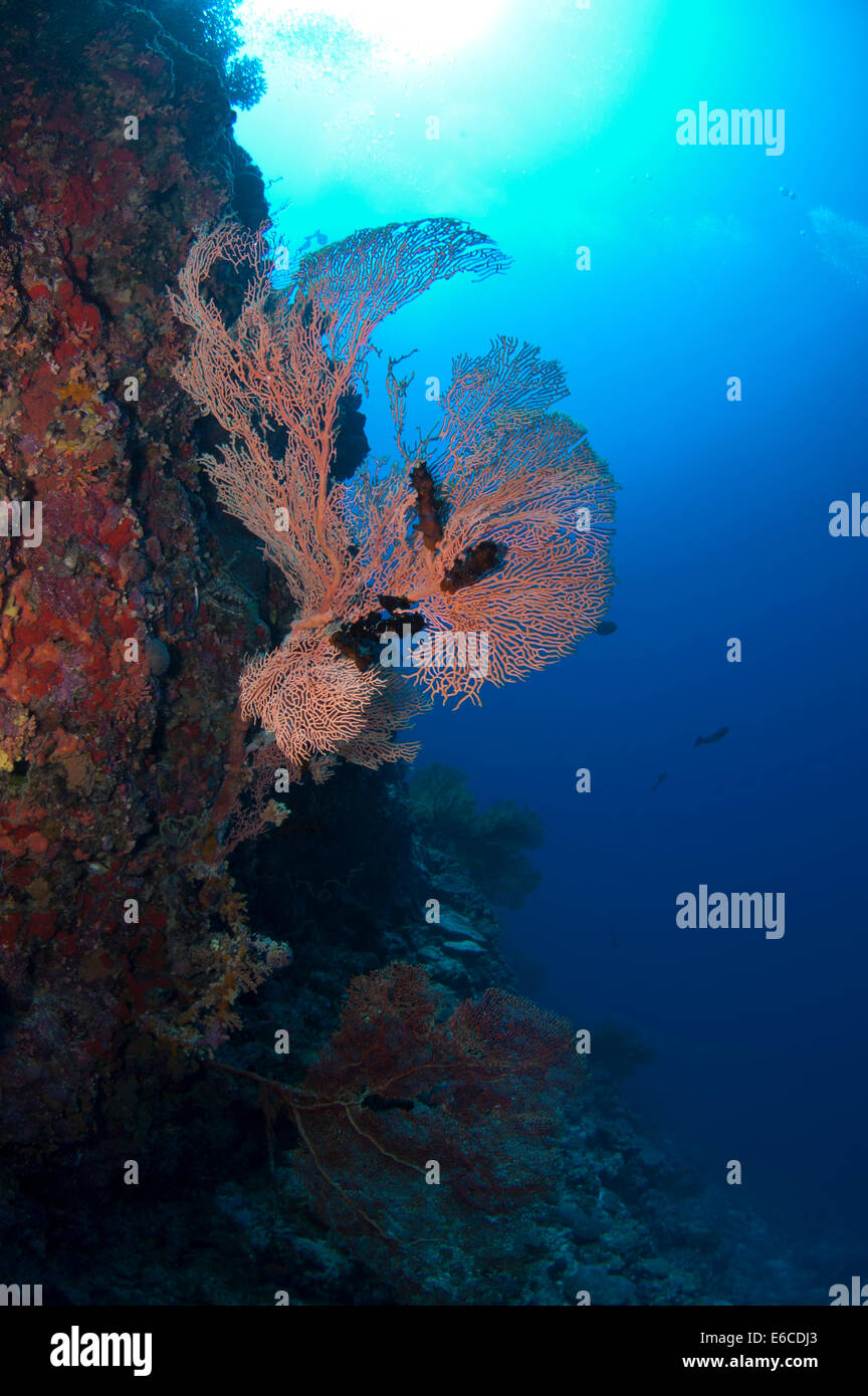 Gorgonie Gorgonien in Addu Atoll, Malediven Stockfoto