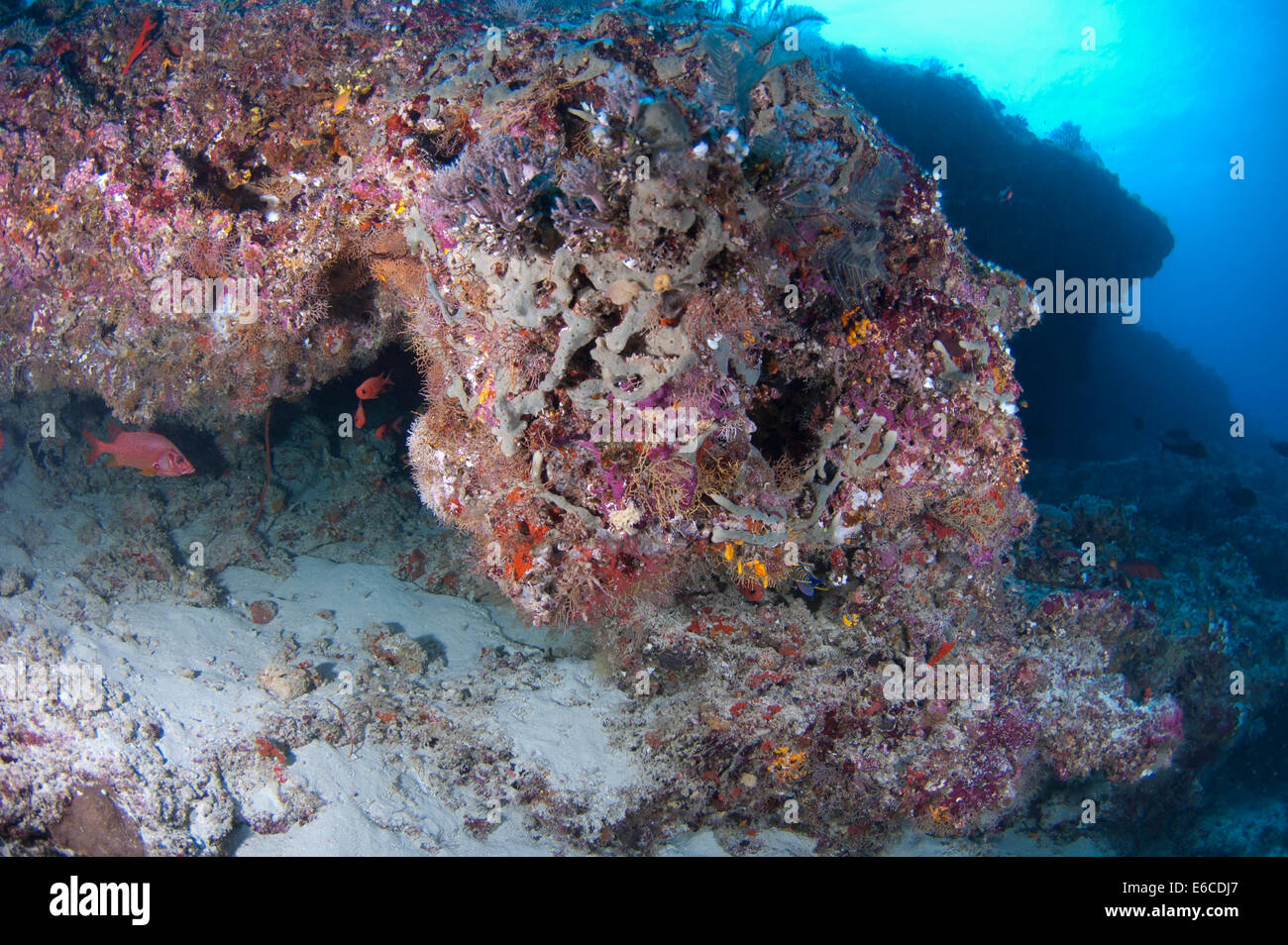 Reef Scape mit Höhlen und Überhänge im Faafu-Atoll, Malediven Stockfoto