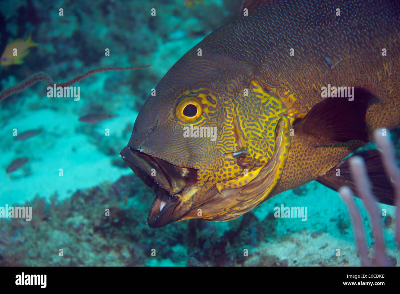 Fischkopf mit schönen natürlichen Mustern. Stockfoto