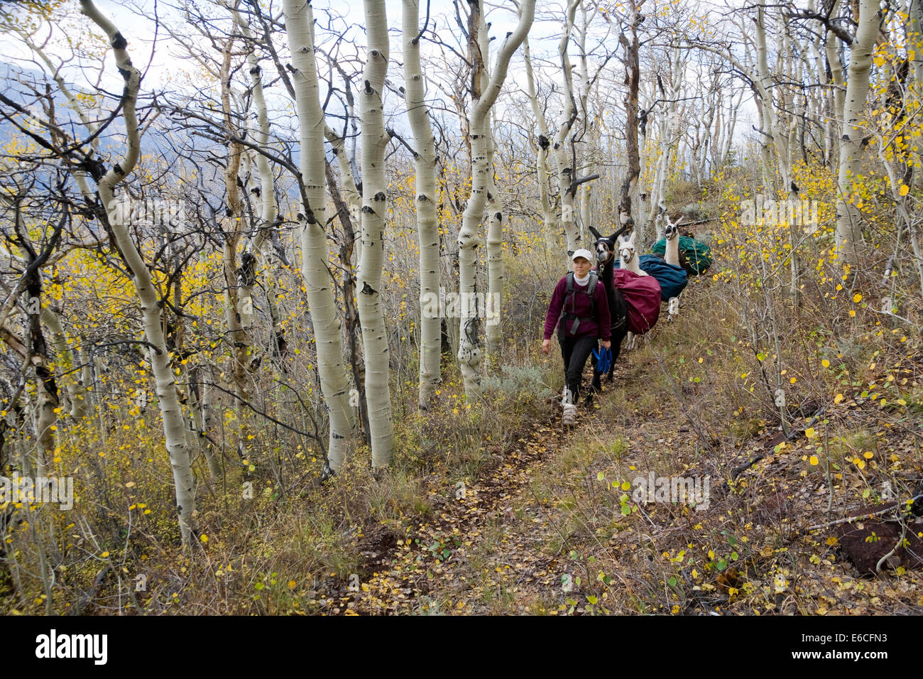 Utah. USA. Frau Wanderer mit Lamas unterwegs durch Espe Bäume im Herbst. Sevier Plateau. Fishlake Nationalwald. (MR) Stockfoto