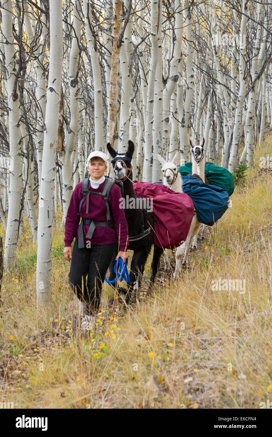 Utah. USA. Frau Wanderer mit Lamas unterwegs durch Espe Bäume im Herbst. Sevier Plateau. Fishlake Nationalwald. (MR) Stockfoto