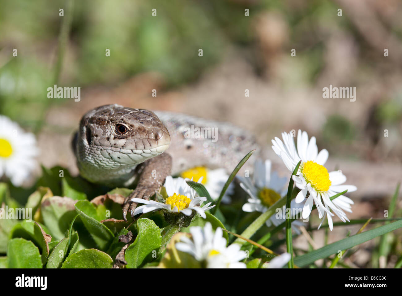Zauneidechse in Nahaufnahme (Lacerta Agilis) Stockfoto