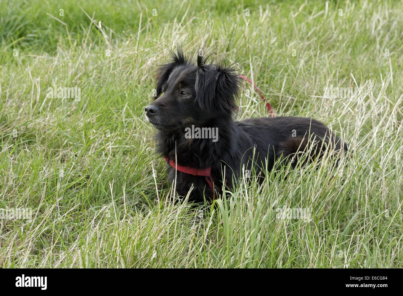 schwarzer Mischling Hund ruht in hohen Gräsern Stockfoto