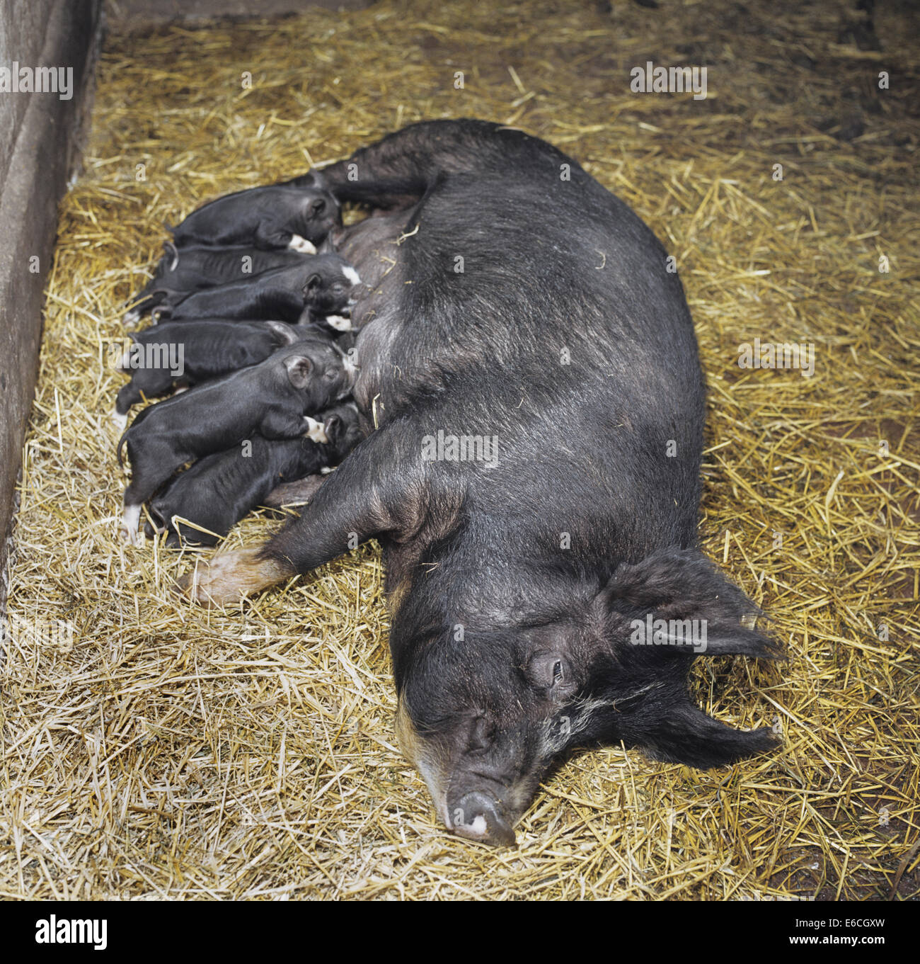 Hausschwein - Sus scrofa Stockfoto