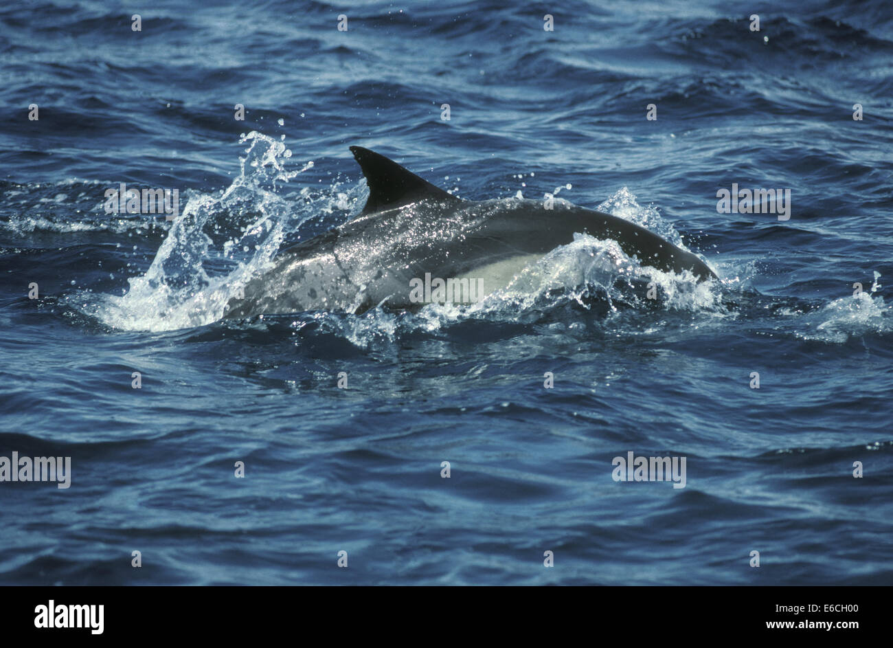 Kurzer Schnabel Gemeiner Delfin - Delphinus delphis Stockfoto
