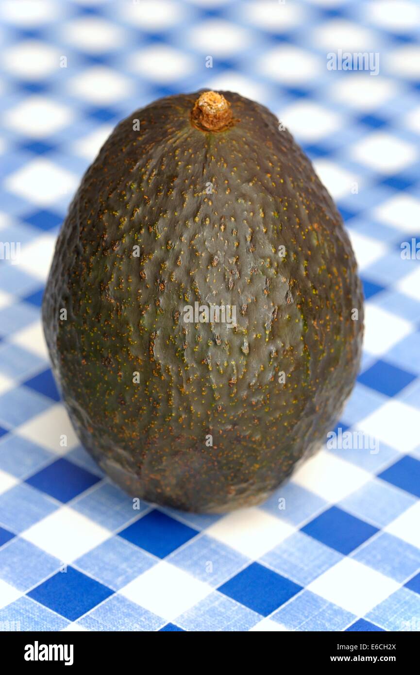 Avocado Persea americana Stockfoto