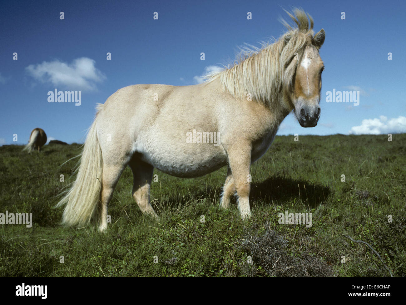 Dartmoor Pony - Equus Ferus caballus Stockfoto