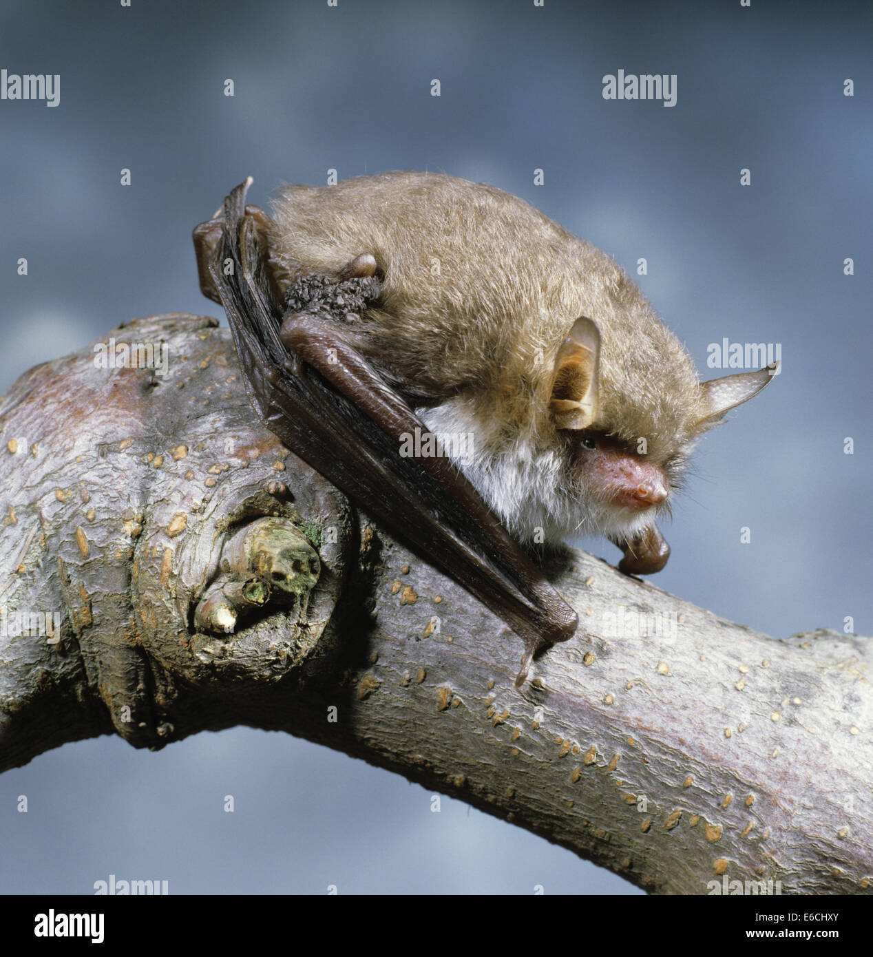 Natterer Fledermaus - Myotis nattereri Stockfoto