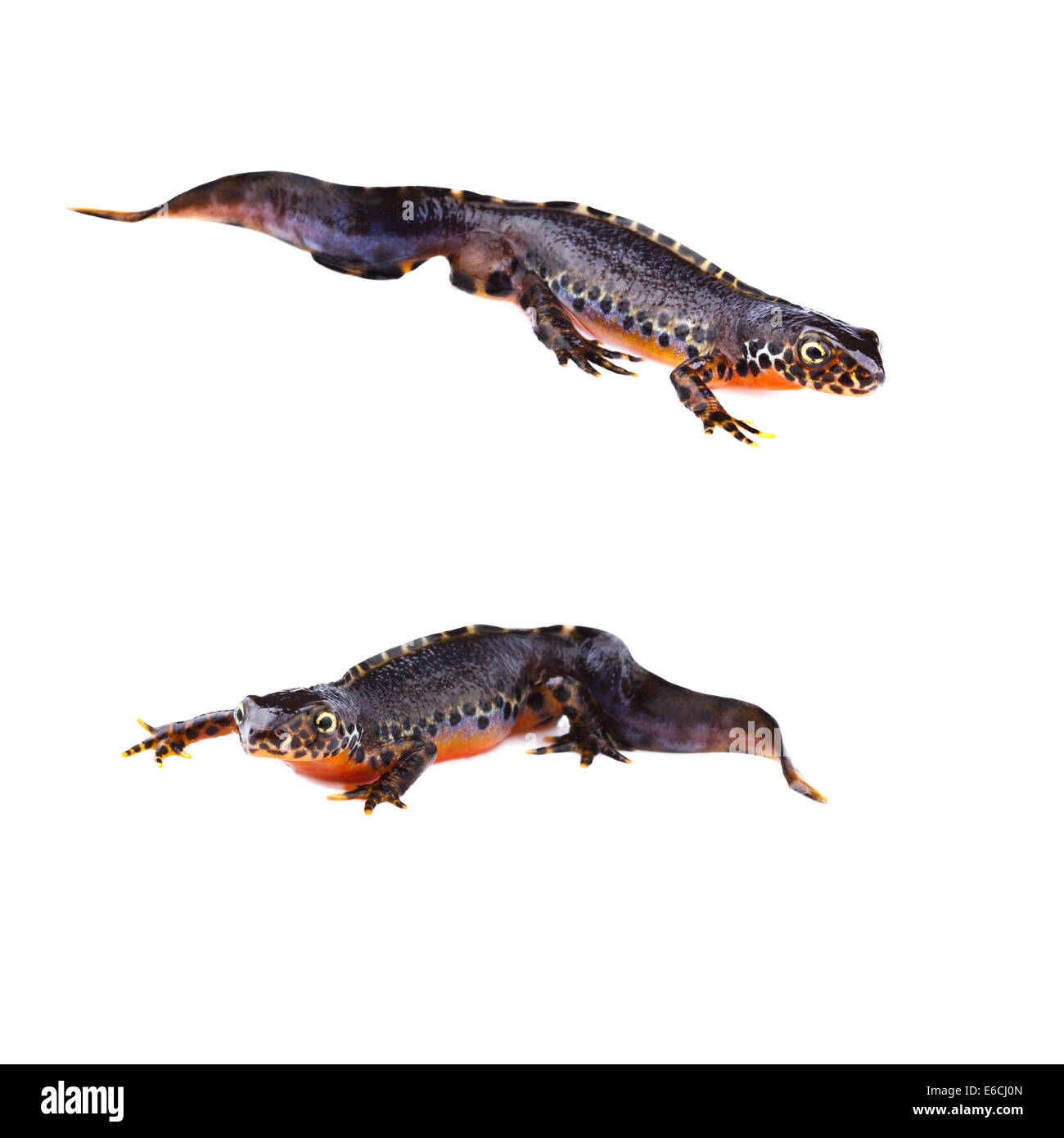 Bergmolche (Triturus Alpestris) auf weißem Hintergrund Stockfoto