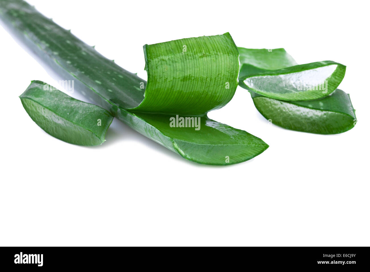 Aloe Vera Blatt und Scheiben isoliert auf weißem Hintergrund Stockfoto