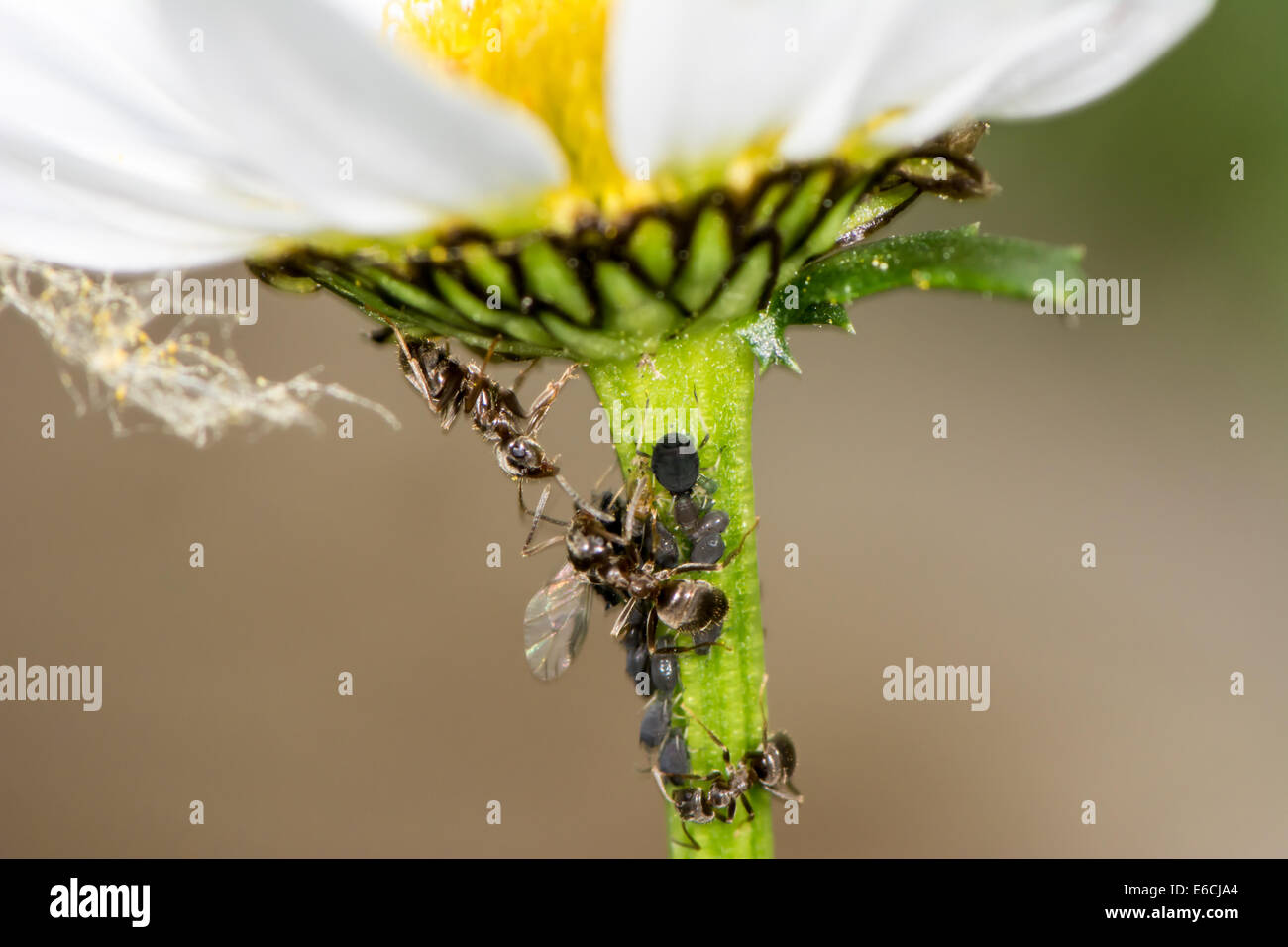 Läuse und Ameisen auf dem Stiel einer Blume Stockfoto