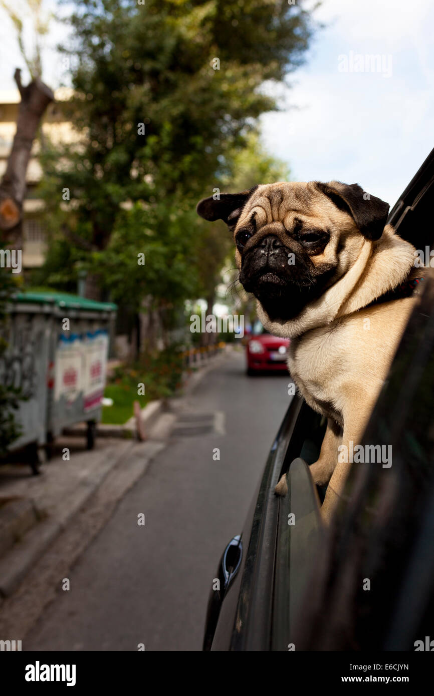 Mops, genießen Sie eine Fahrt im Auto Stockfoto