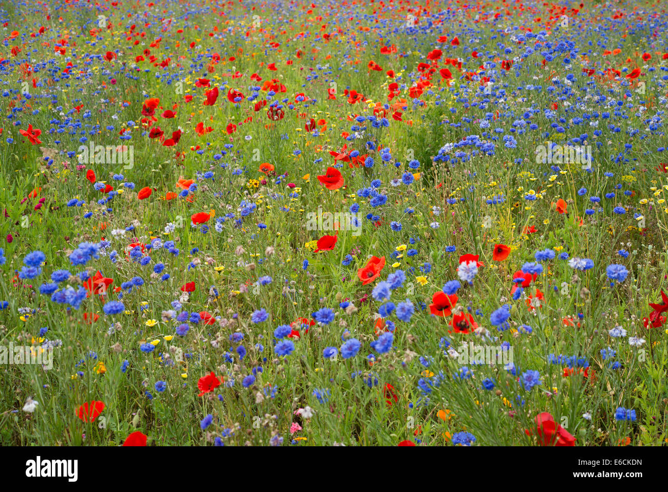 Wildblumenwiese Stockfoto