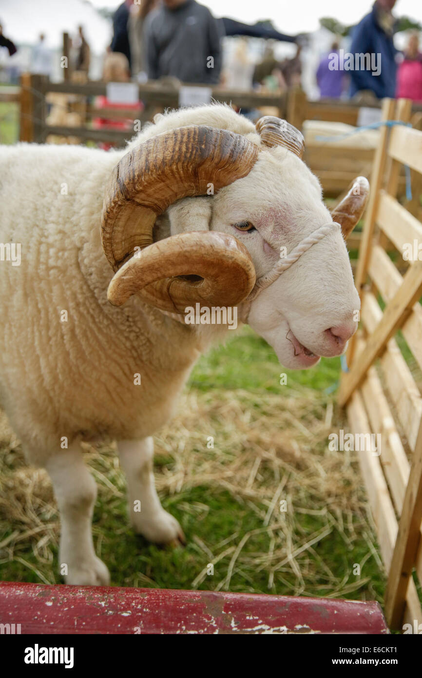 Rosedale 2014 zeigen, dass die North York Moors England Stockfoto