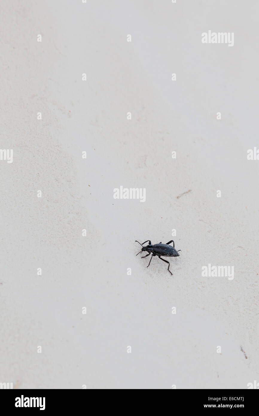 Darkling Beetle bei einem geführten Spaziergang bei Sonnenuntergang im White Sands National Park (und Monument) in New Mexico Stockfoto