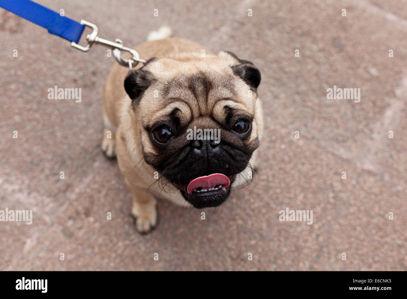 Blaue Leine Mops Stockfoto