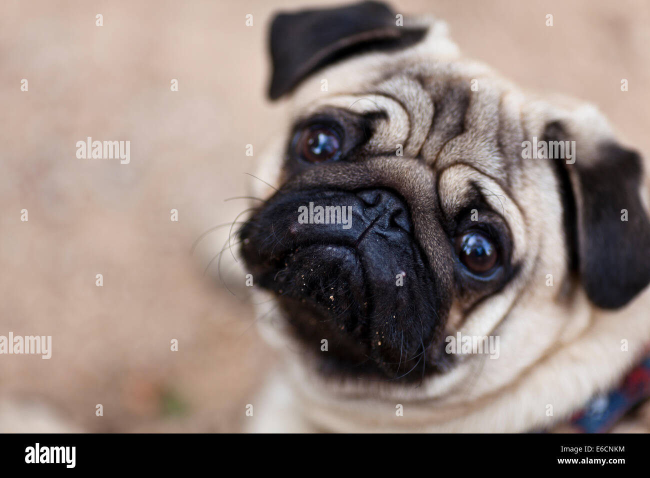Porträt eines Mops Stockfoto