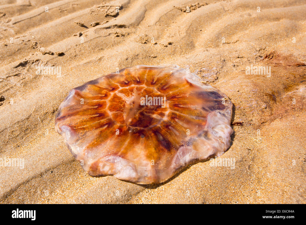 Eine Qualle angeschwemmt am Strand Northumberland, UK. Stockfoto