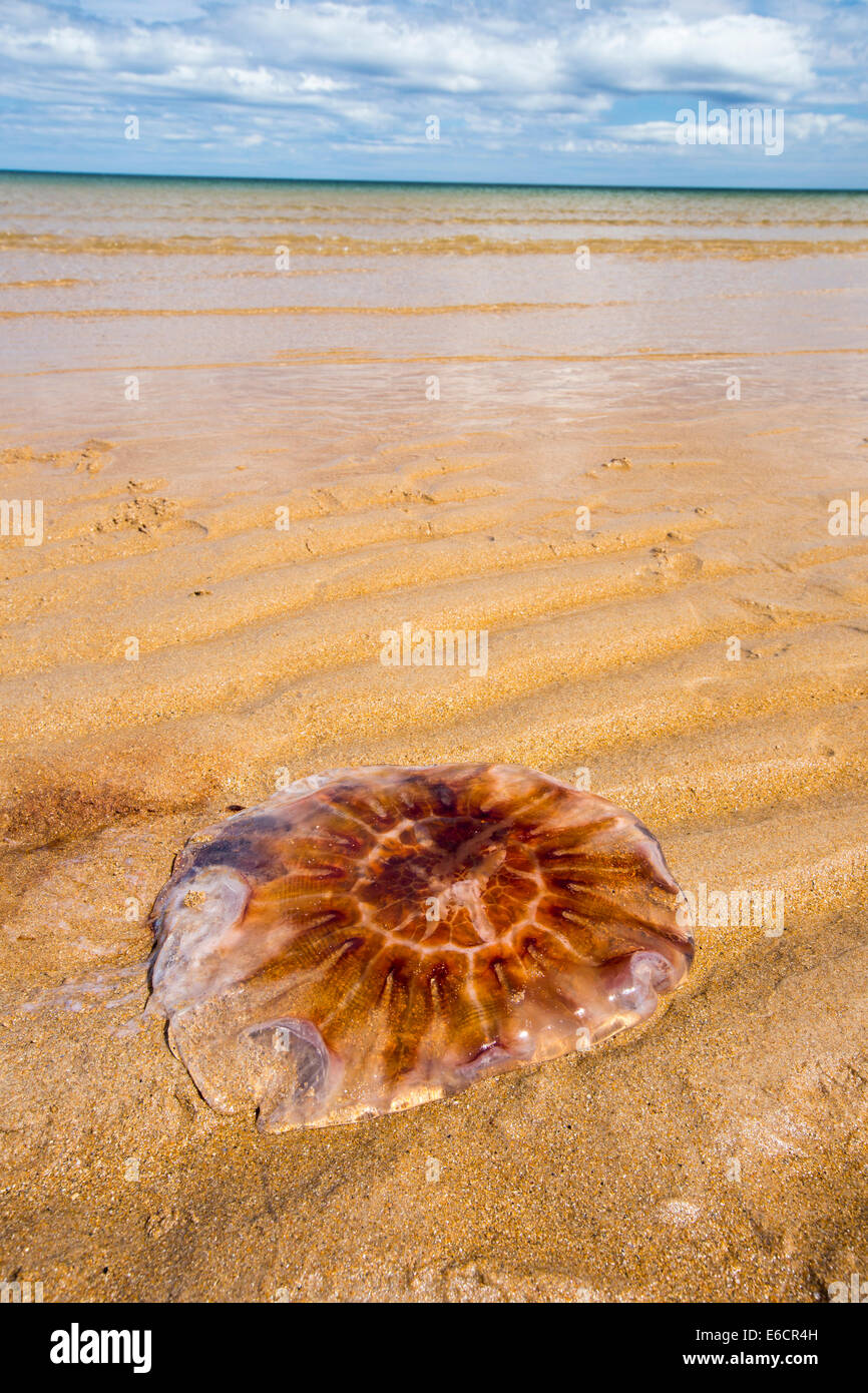 Eine Qualle angeschwemmt am Strand Northumberland, UK. Stockfoto