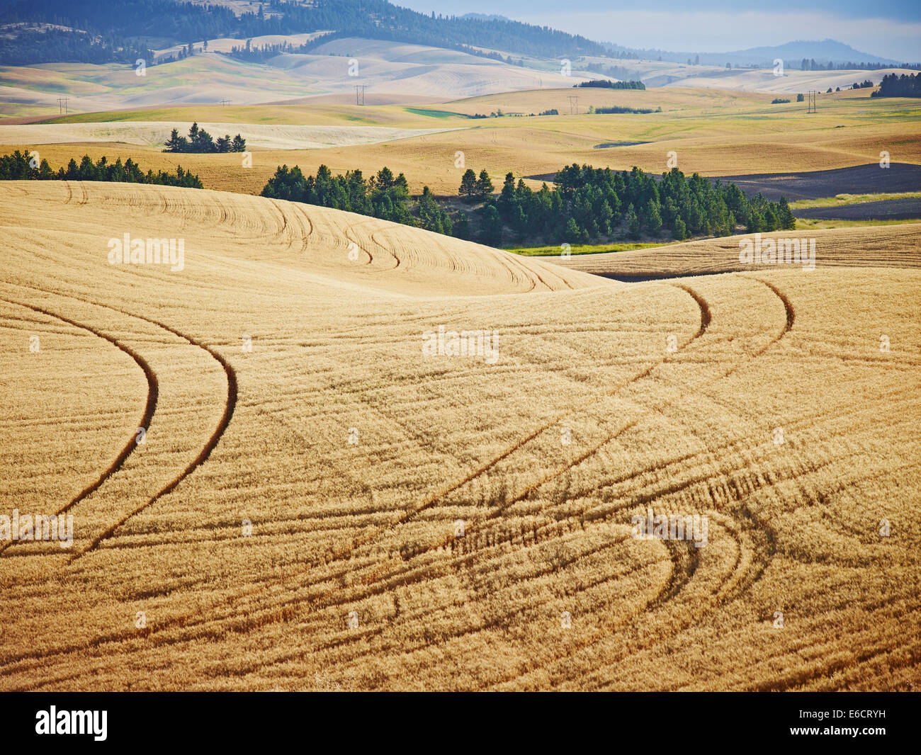 Traktorenabdrücke durch Weizenfelder entlang Palouse Scenic Byway, Washington, Vereinigte Staaten von Amerika Stockfoto