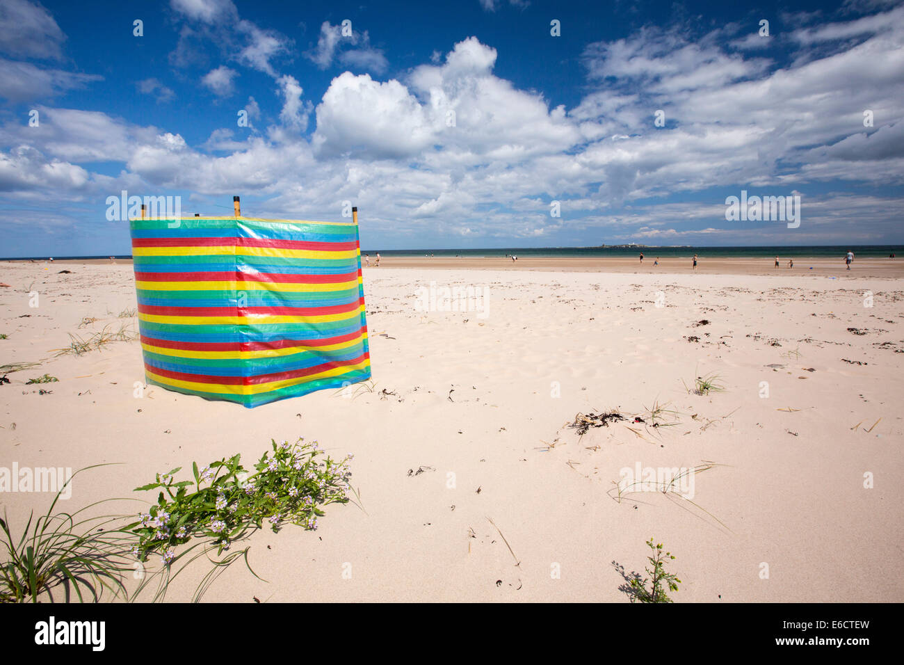 Meer-Rakete, Cakile Maritima, wächst an einem Strand von Northumberland, UK. Stockfoto