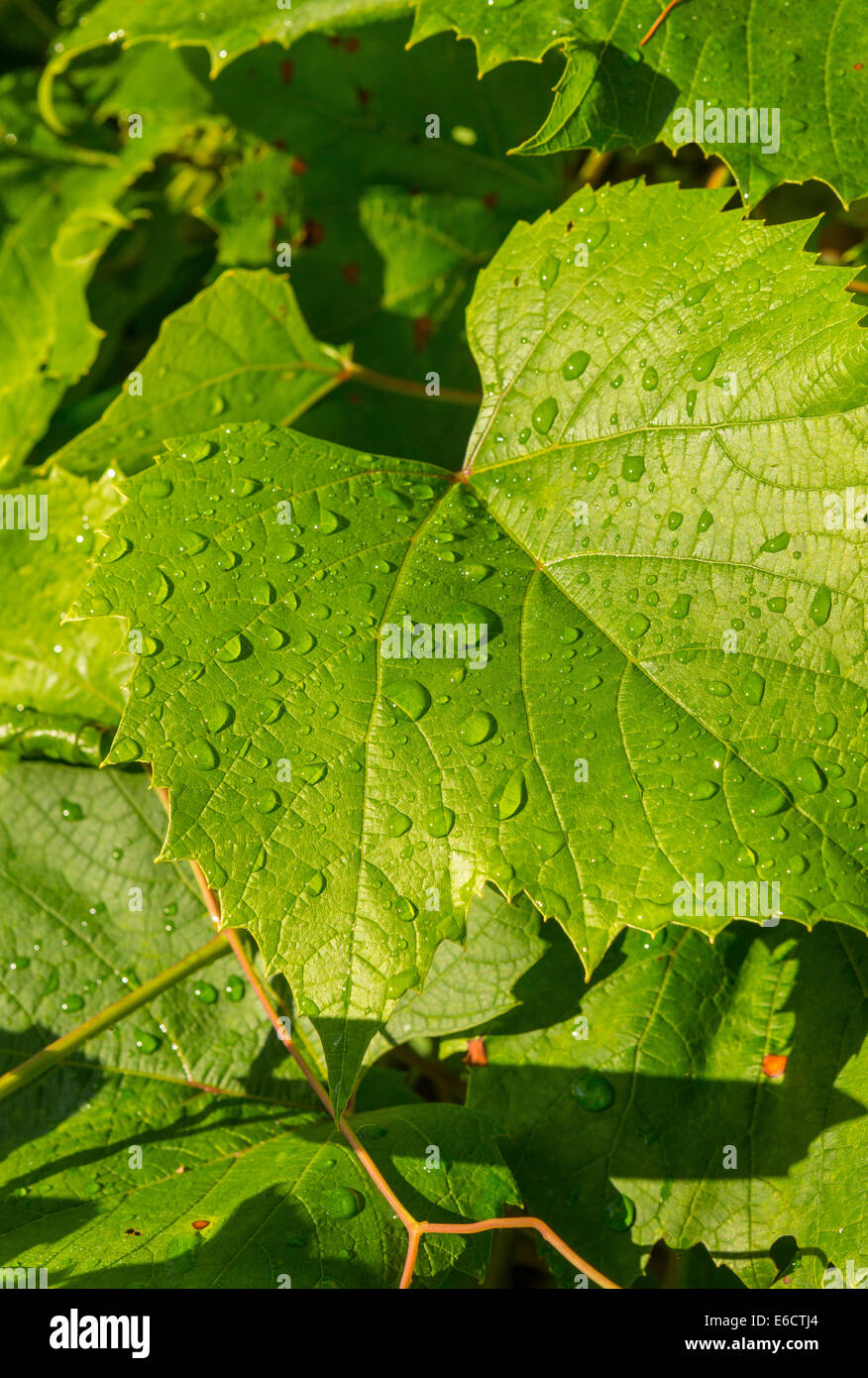 WARREN, VERMONT, USA - Morgentau, Wassertropfen auf Weinblätter. Stockfoto