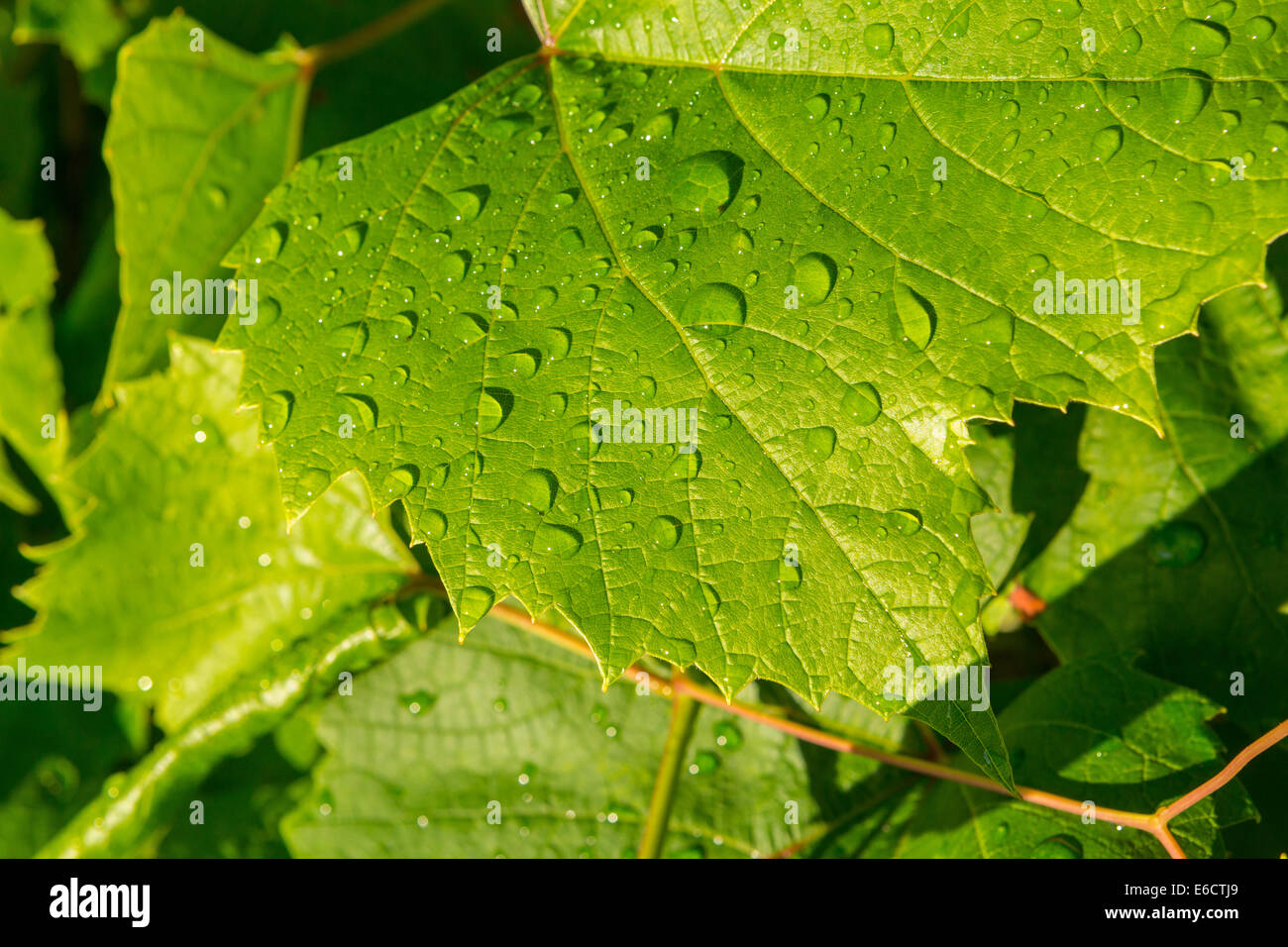 WARREN, VERMONT, USA - Morgentau, Wassertropfen auf Weinblätter. Stockfoto