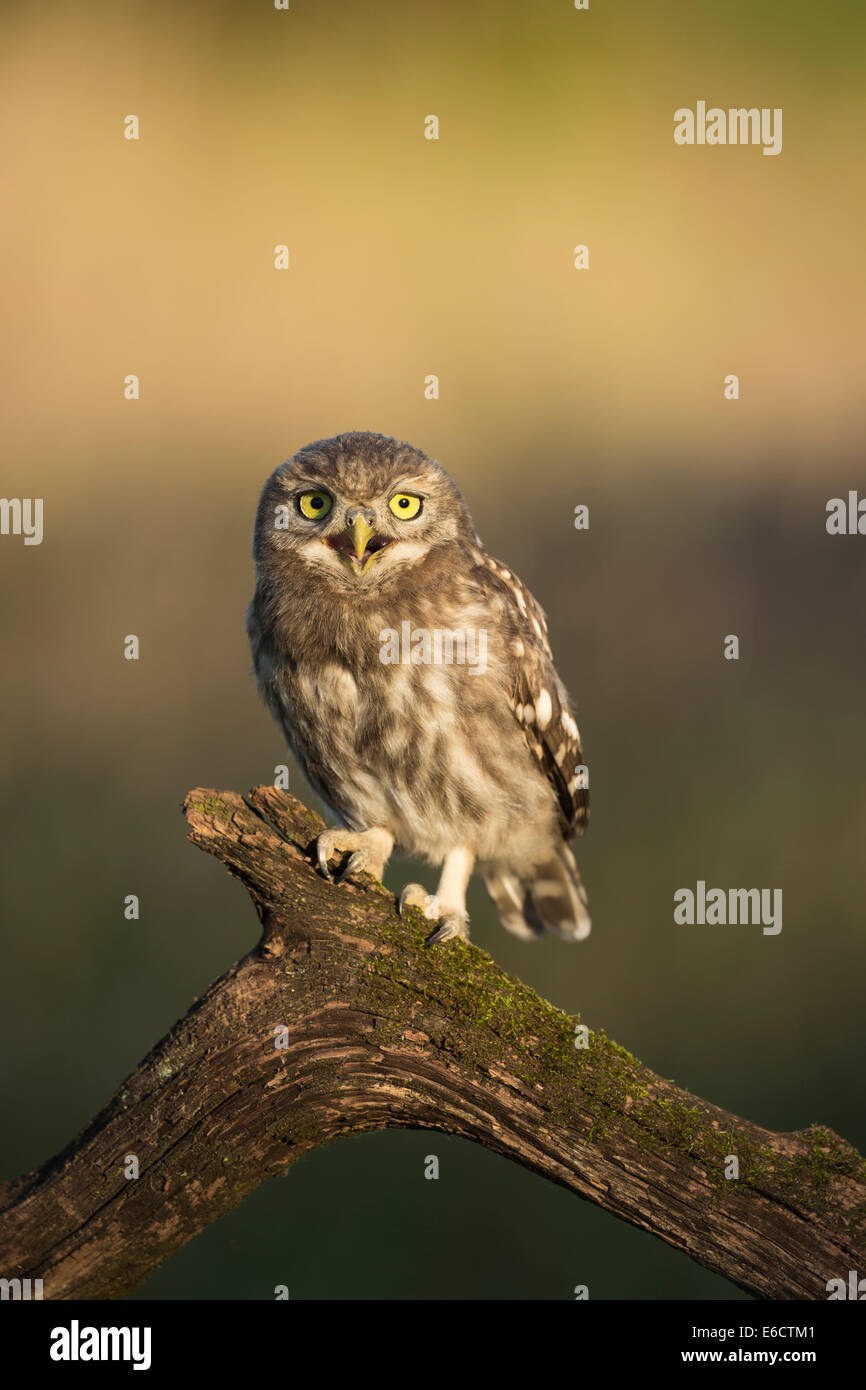 Steinkauz Athene Noctua, Jugendkriminalität, thront auf Zweig, Tiszaalpár, Ungarn im Juni. Stockfoto