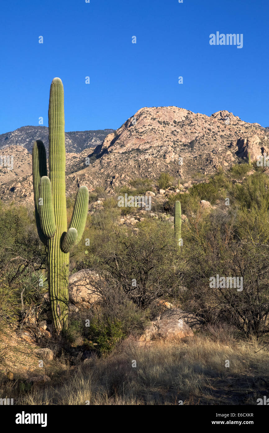 Arizonas Catalina State Park Stockfoto