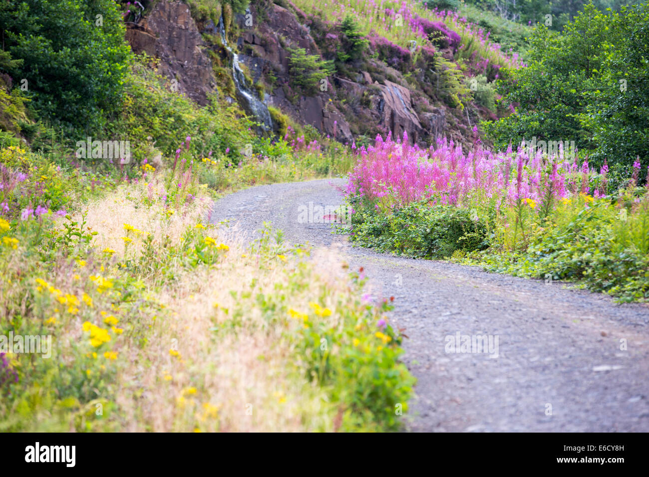 Heather und Rose Bay Weidenröschen wächst neben Loch Frisa auf Mull, Schottland. Stockfoto