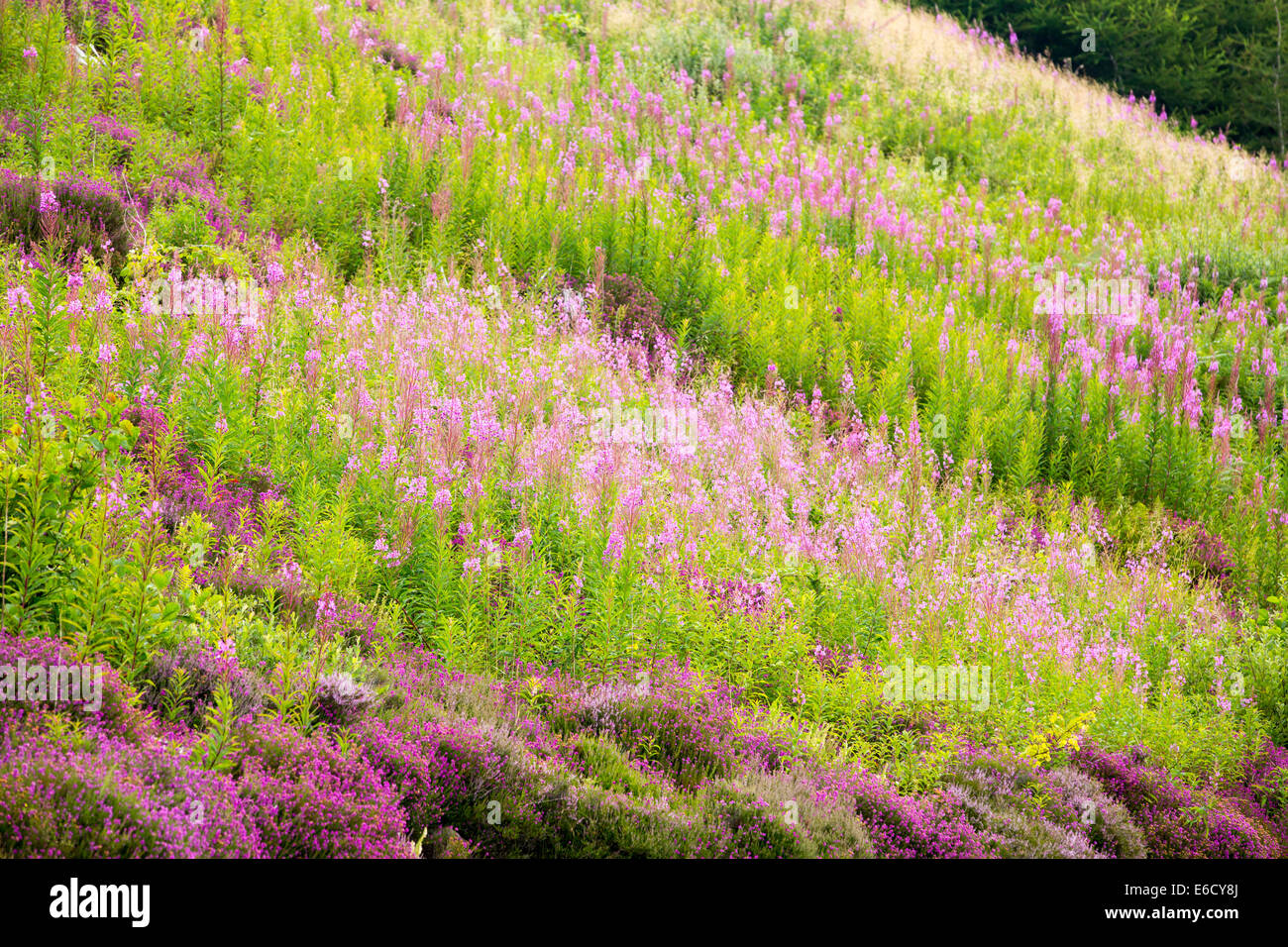 Heather und Rose Bay Weidenröschen wächst neben Loch Frisa auf Mull, Schottland. Stockfoto