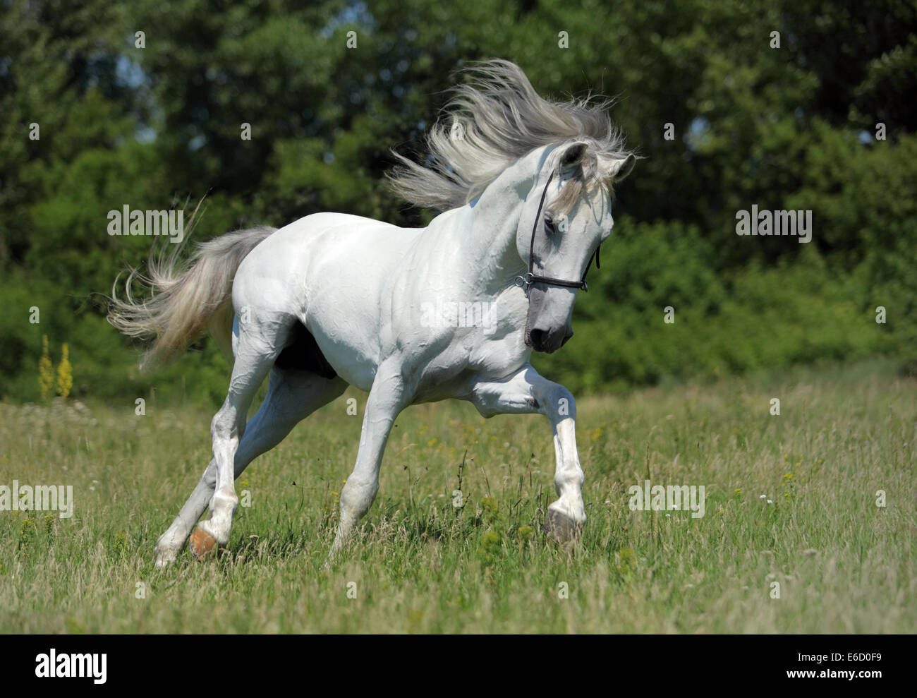 Andalusischen weißen Pferd - im Galopp auf der Wiese Stockfoto