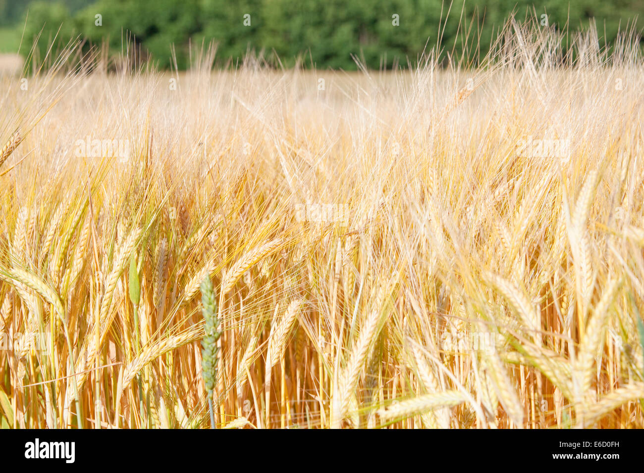 Landwirtschaft - Bereich der Roggen Stockfoto