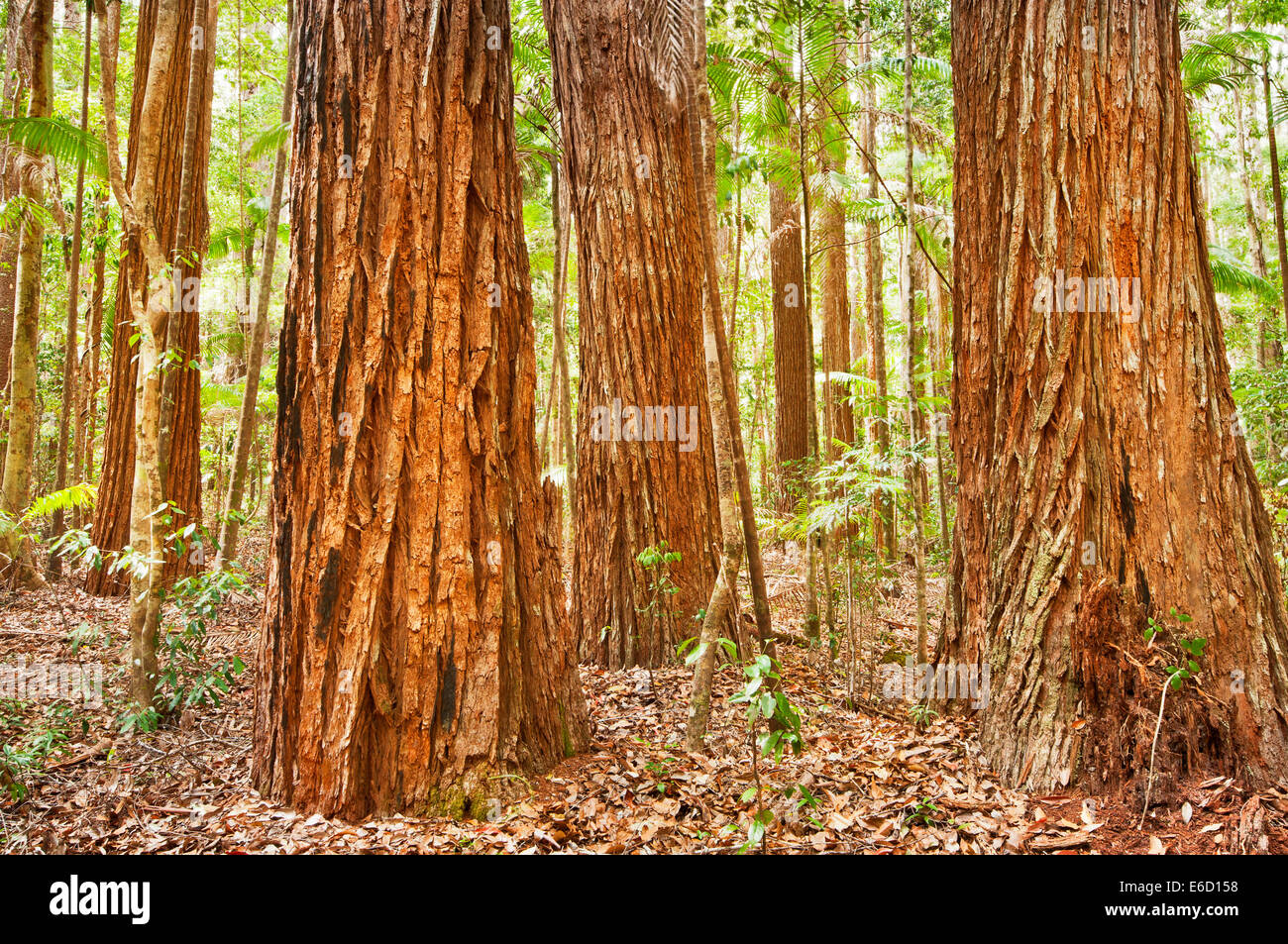 Riesige Satinay-Bäume in Haufen Tal auf Fraser Island. Stockfoto