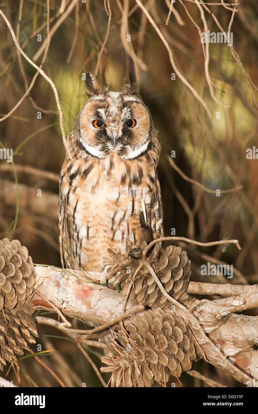 Juvenile Waldohreule (Asio Otus) im Baum getarnt. Diese Eule bewohnt Wälder in der Nähe von offenen Land während der nördlichen Stockfoto