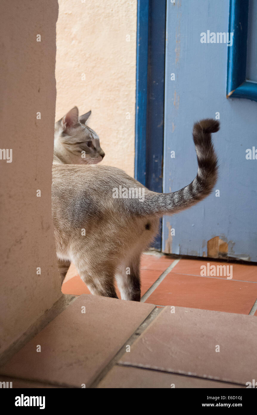 Katze im Rückblick Stockfoto
